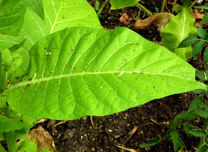 Nicotiana tabacum Leaves